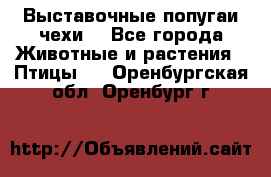Выставочные попугаи чехи  - Все города Животные и растения » Птицы   . Оренбургская обл.,Оренбург г.